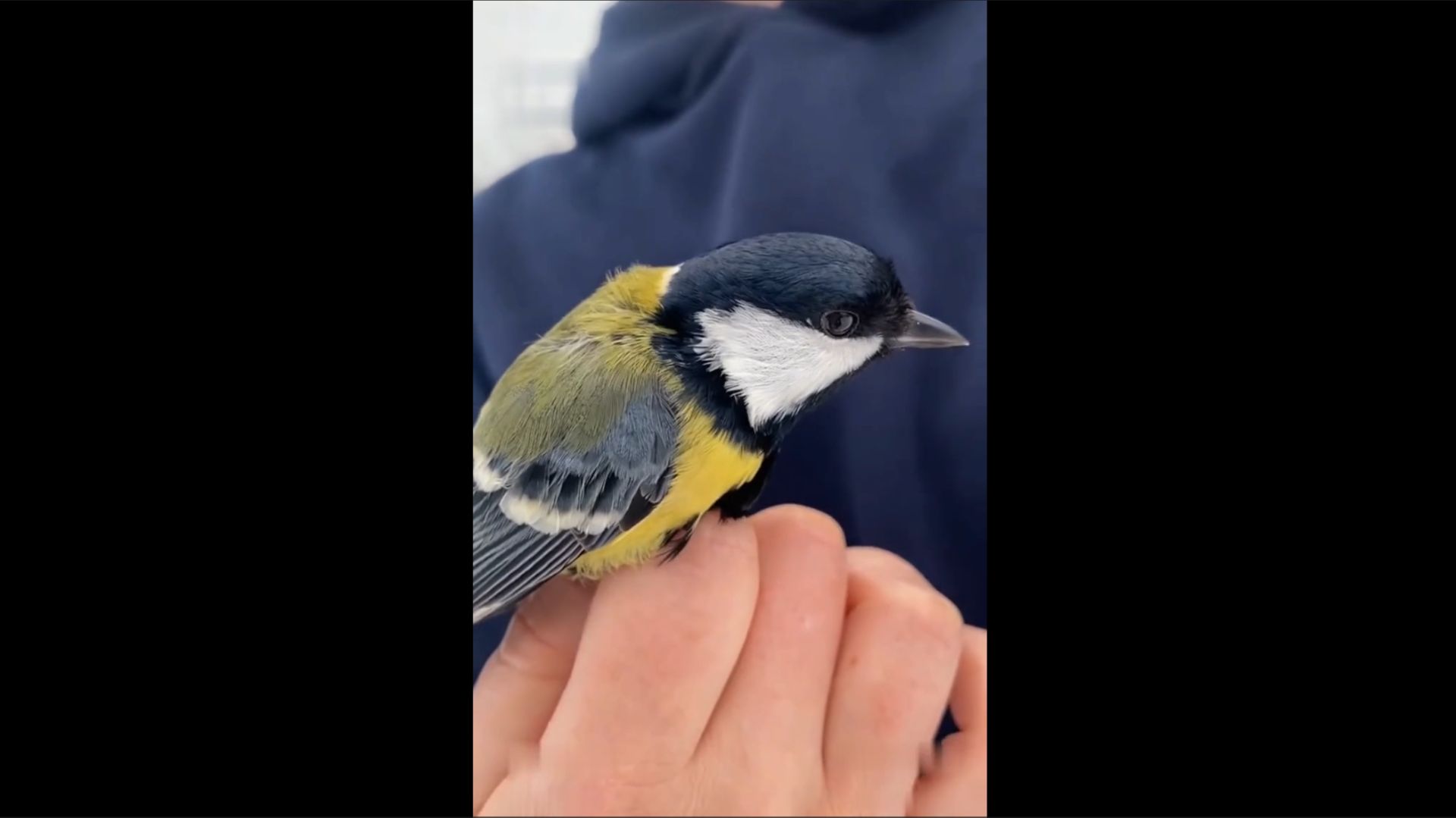 Синицы, пестрый, белоспинный и седой дятлы, снегири