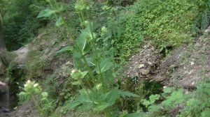 vatravel.ru Словенские ключи (у д.Изборск, Псковская обл)