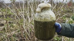 Малина будет вся в ягоде, подкормите этим в апреле. Мощное питание от профессионального малиновода.