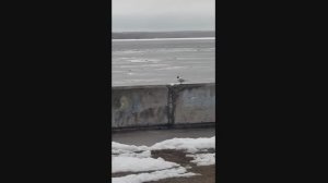 Ледоход на Волге