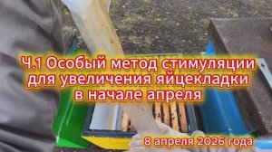 Ч.1 Особый метод стимуляции для увеличения яйцекладки в начале апреля