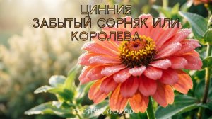 Цинния От «глупого цветка» до королевы садов 🌸 Тайны истории и ухода.