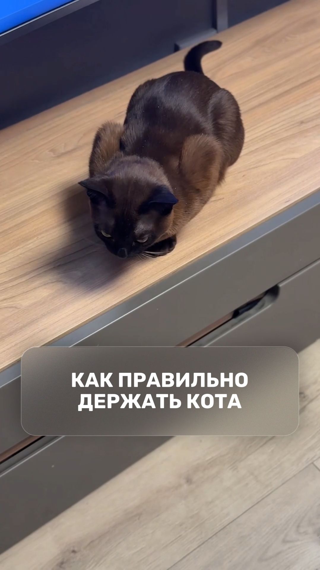 Как правильно держать кота