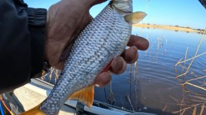 ПЛОТВА ПРЁТ! Ловля плотвы на поплавочную удочку!