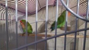 Подарили сыну на день рождения неразлучников