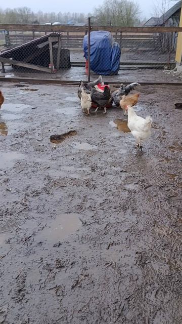 Дождливое утро в деревне 🏠 Завтрак никто не отменял ☝️