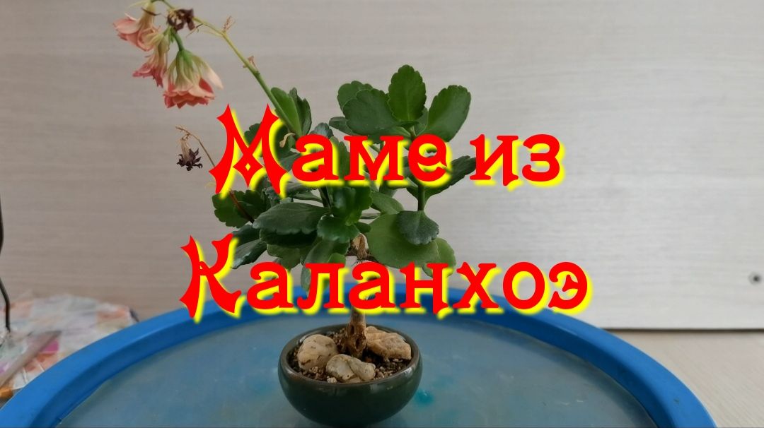 Маме из каланхоэ