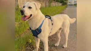 Пес Барни, едва не погибший в реке в Сочи, нашел дом в Калуге