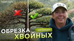 Обрезка туи своими руками: как правильно формировать хвойные и кустарники