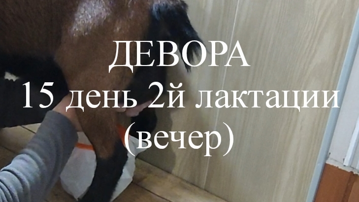 ДЕВОРА кн50 15 день 2й лактации (вечер).mp4