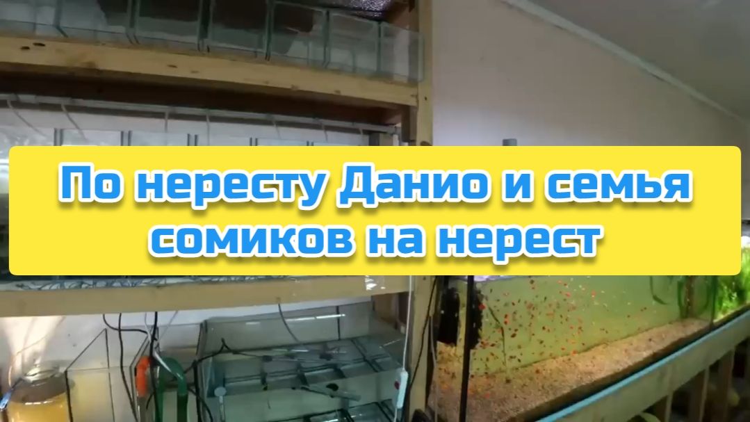 По нересту Данио и семья сомиков на нерест