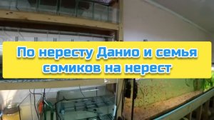 По нересту Данио и семья сомиков на нерест