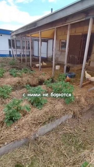 От вредителей