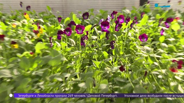 В оранжерее Московского парка Победы подрастает цветочная рассада