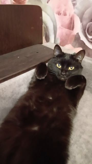 милая кошочка🐈⬛