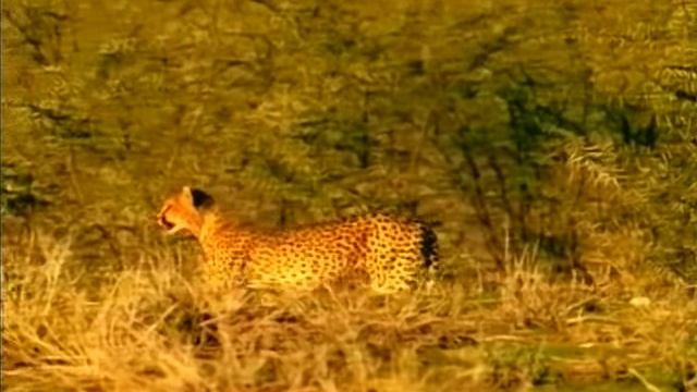 Первозданная природа. Эдем жизни 24 серия (документальный сериал, 1997)