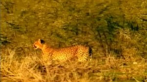 Первозданная природа. Эдем жизни 24 серия (документальный сериал, 1997)