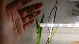 9 апреля 2026 г Рассада