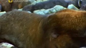 Первозданная природа. Эдем жизни 11 серия (документальный сериал, 1997)