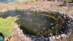 Пруды подо льдом после заморозка. А что с томатами?