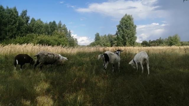 обычный день последние несколько лет.выпас. козы,овцы.