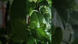 Кривое зеркальце обзоры на Губареву- Губарева ещё и великий агроном, а не только повар