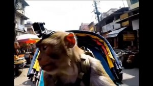 Гоша бомжезьян видеоблогер