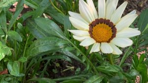 Ирисы_Пионы