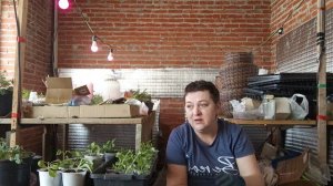 В горшках завелись мошки