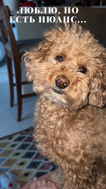 Люблю, но есть нюанс...🫶