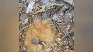 Заявка , замена вводных кранов .