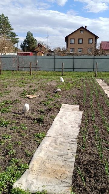 Посеяла капусту.