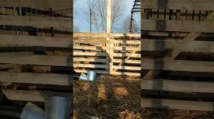 Забыл закрыть калитку. Коровы устроили экскурсию по ферме 🐄🚪😅