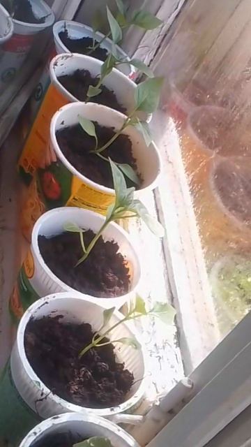 Мои растишки