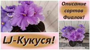 Описание сортов Фиалок! LJ-Кукуся!