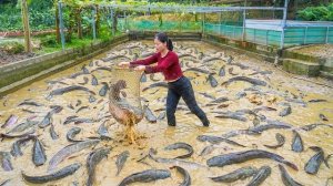 Осушила пруд, и собрала много рыбы. Местные жители приходят и покупают рыбу. Серия 79. Ли Фук Ви