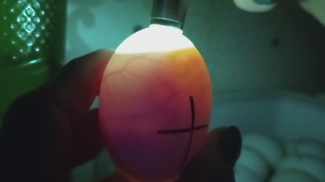 Инкубация. Куриные заложила, утиные проверила.