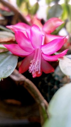 как цветёт декабрист