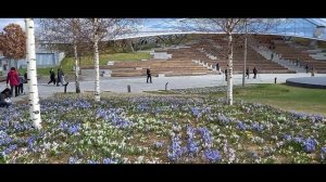 Москва парк Зарядье Цветы Пролески 08.04.26