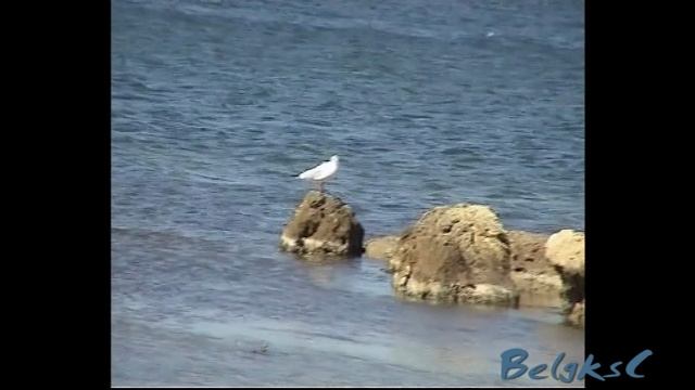 О, море, море.... Поет Павел Лясковский