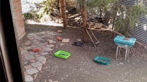 чистый четверг в диком зоопарке