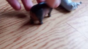 Бегемот и носорог сошлись в опасной битве. Очень интересный видос.