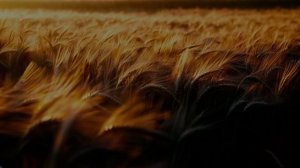 video_Стечение обстоятельств.