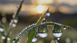 Праздник жизни - Музыка леса друидов, фоновая музыка с звуками природы и птиц