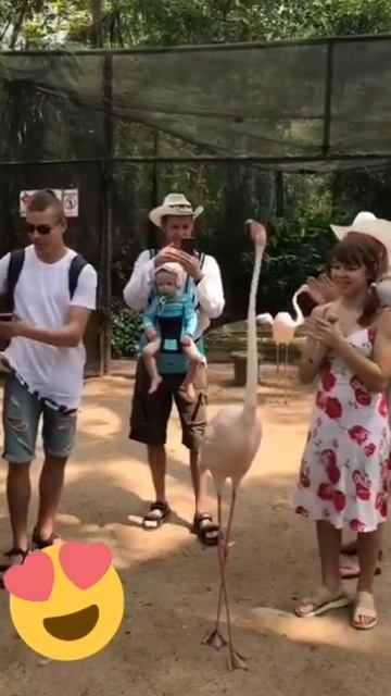 Крутая лезгинка!!! #лезгинка #танцы #фламинго #птицы #dance #кавказ #зоо #танцуютвсе #птичийбазар