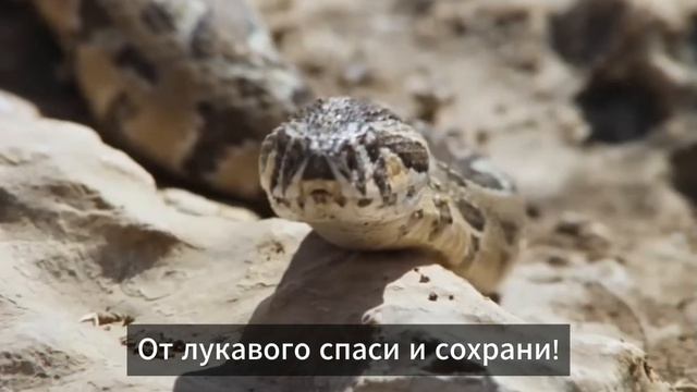 Аллилуия   это потолок