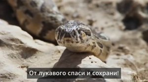 Аллилуия   это потолок