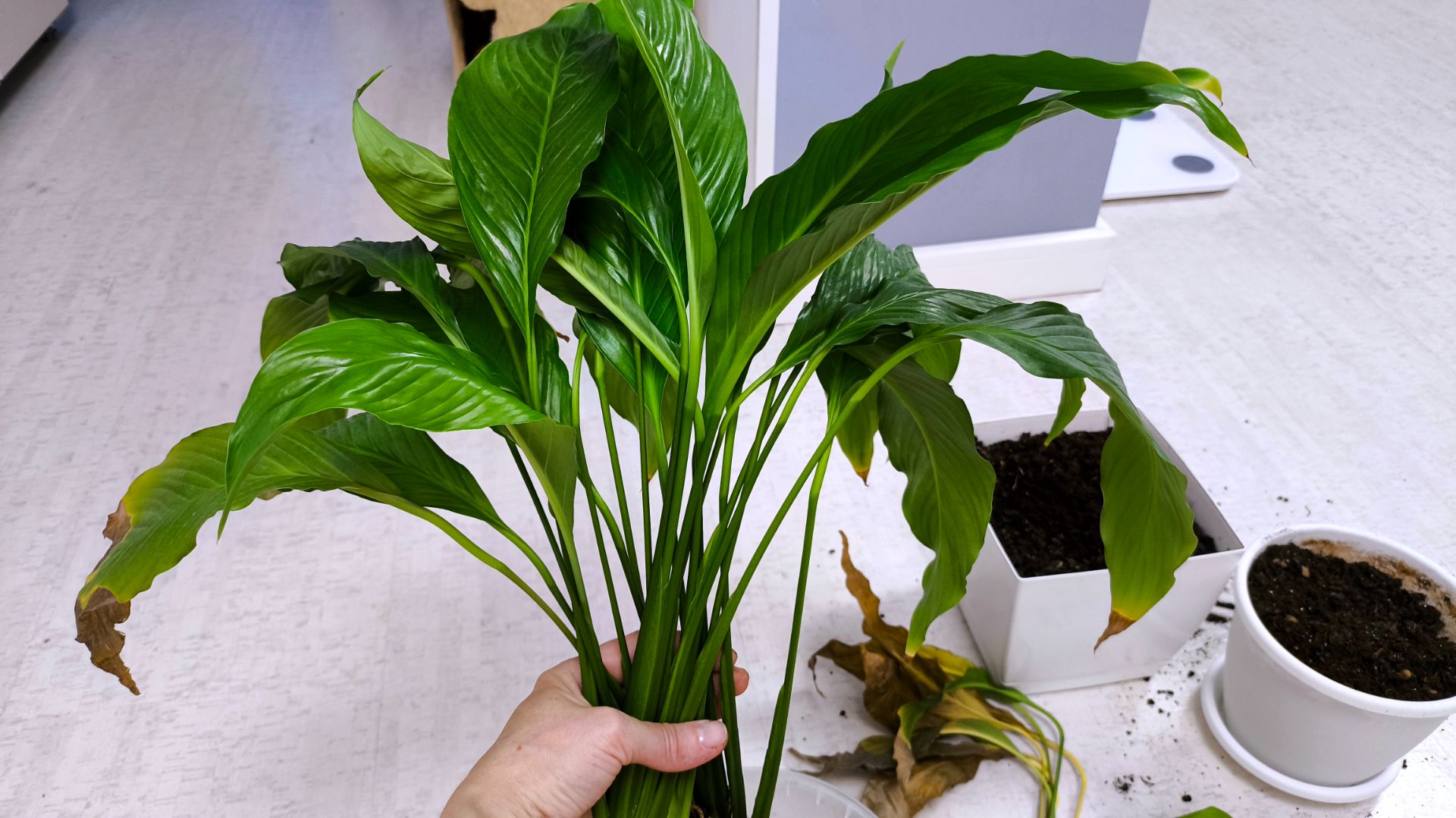 Влог. Занялась цветами. Буду экономить на отоплении и в этой квартире.