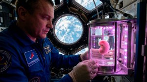 Российские космонавты начнут выращивать на МКС человеческие органы
