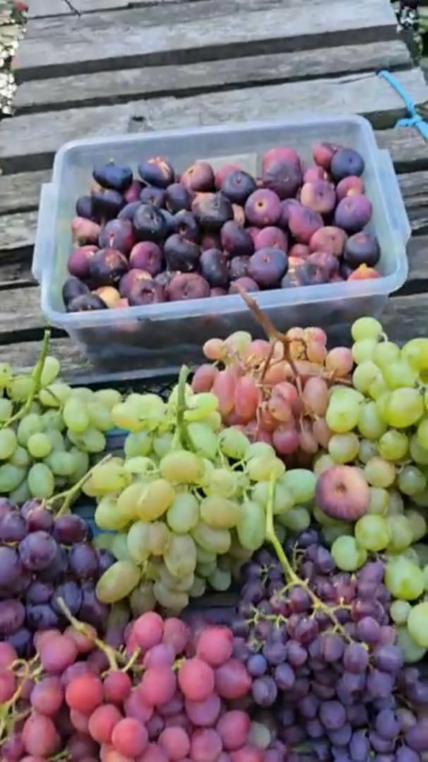 Лучший инжир и виноград с питомника Маленькие Сады. Ростов на Дону